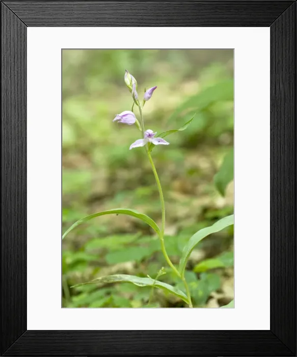 Framed Print : Red Helleborine - Bukk National Park - Hungary Framed Print : Red Helleborine - Bukk National Park - Hungary