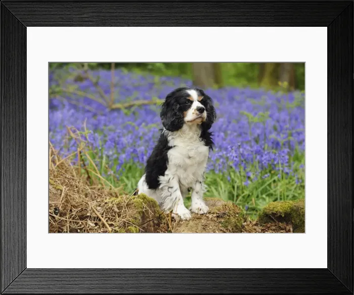 Framed Print : DOG. Cavalier king charles spaniel standing in bluebells Framed Print : DOG. Cavalier king charles spaniel standing in bluebells