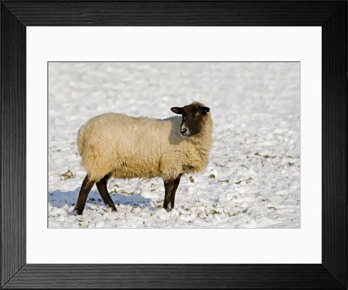 Framed Print : Sheep in the snow - South Downs - East Sussex - United Kingdom Framed Print : Sheep in the snow - South Downs - East Sussex - United Kingdom