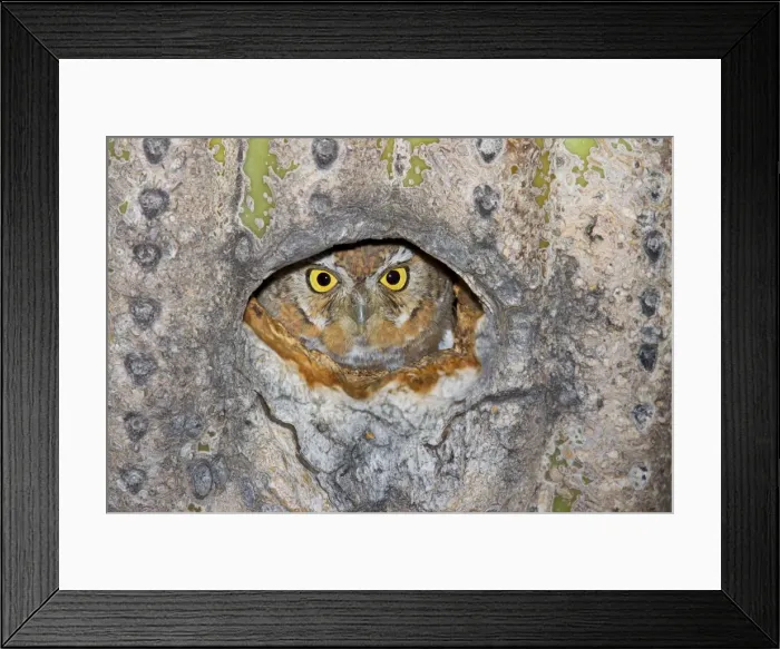 Framed Print : Elf Owl - In nest cavity in saguaro - Carnegiea gigantea Southeast Arizona - March - USA Framed Print : Elf Owl - In nest cavity in saguaro - Carnegiea gigantea Southeast Arizona - March - USA