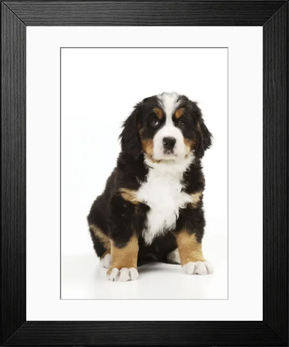 Framed Print : DOG. Bernese mountain puppy sitting Framed Print : DOG. Bernese mountain puppy sitting