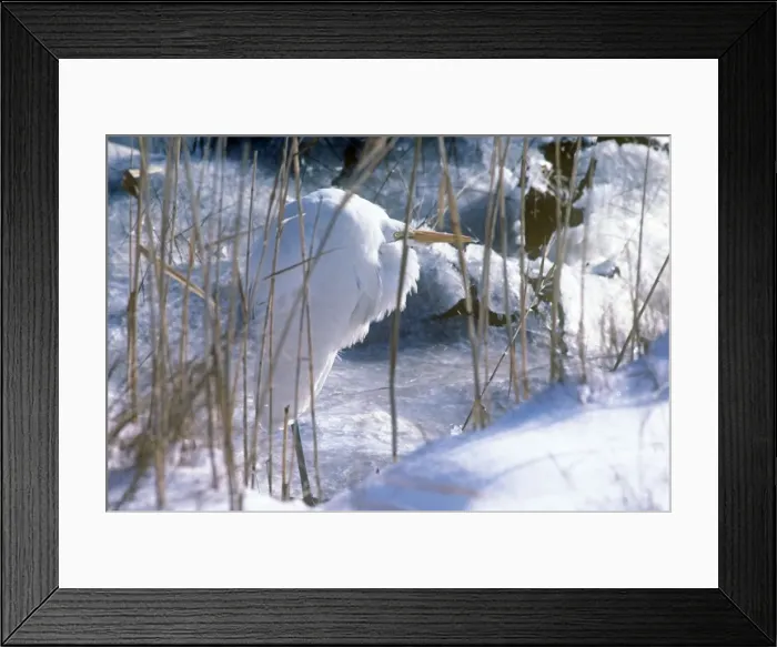 Framed Print : Great Egret - amongst icy reeds - Brigantine NWR Framed Print : Great Egret - amongst icy reeds - Brigantine NWR