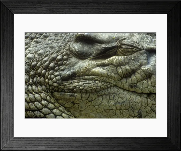 Framed Print : Saltwater Crocodile Framed Print : Saltwater Crocodile