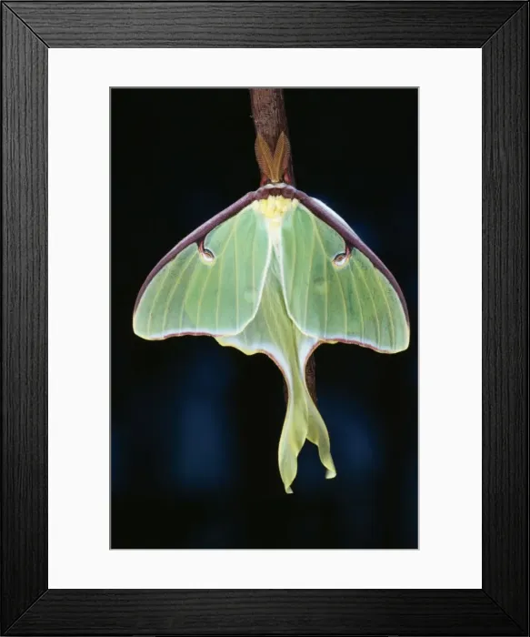 Framed Print : Luna Moth. JS-328. Luna / American Moon MOTH - clearly showing wing marking, anntenae Framed Print : Luna Moth. JS-328. Luna / American Moon MOTH - clearly showing wing marking, anntenae