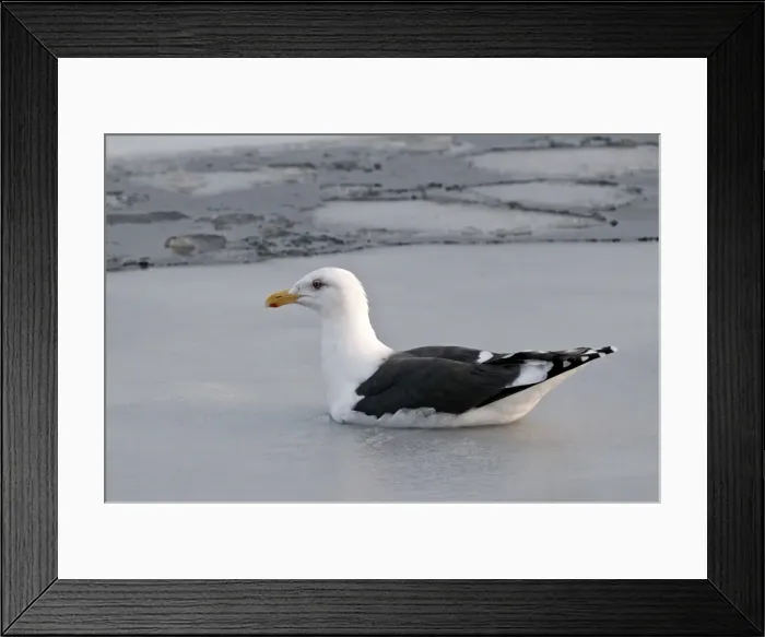 Framed Print : Slaty-backed Gull - swimming amongst sea ice - Hokkaido Island - Japan Framed Print : Slaty-backed Gull - swimming amongst sea ice - Hokkaido Island - Japan