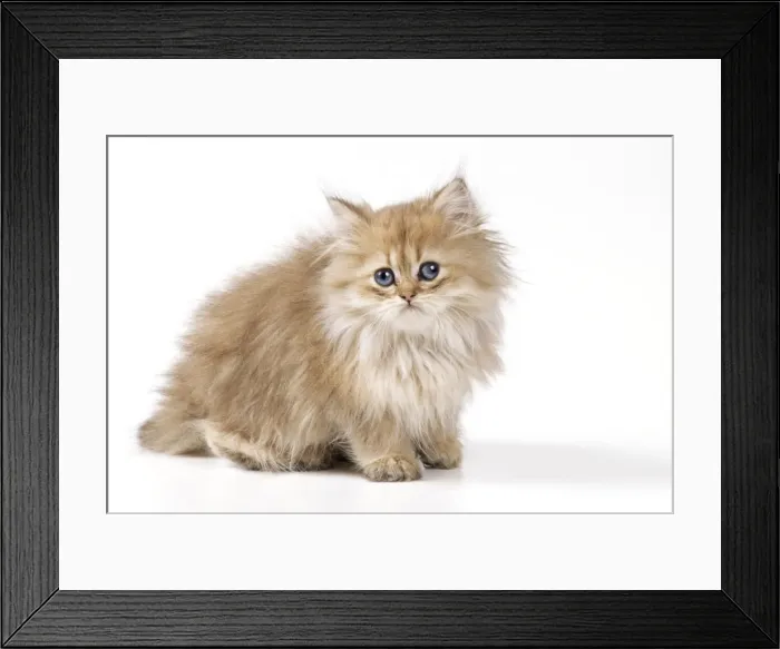Framed Print : Cat JD 16219 Chinchilla Kitten © John Daniels / ARDEA LONDON Framed Print : Cat JD 16219 Chinchilla Kitten © John Daniels / ARDEA LONDON