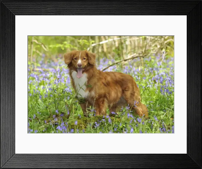 Framed Print : Dog. Nova Scotia Duck Tolling Retriever in bluebells Framed Print : Dog. Nova Scotia Duck Tolling Retriever in bluebells