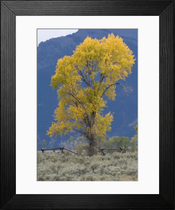 Framed Print : Aspen tree with autumn leaves - Grand Teton NP, USA Framed Print : Aspen tree with autumn leaves - Grand Teton NP, USA