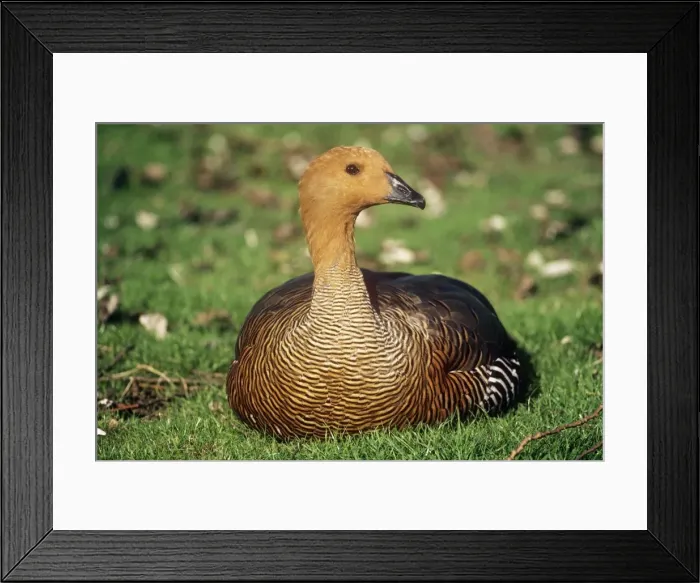 Framed Print : Falkland Upland Goose - Adult female resting Framed Print : Falkland Upland Goose - Adult female resting