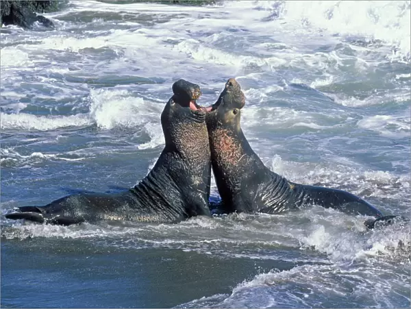 Northern Elephant Seal - males fighting in the surf - Piedras Blancas colony - California coast - North America - Pacific Ocean
