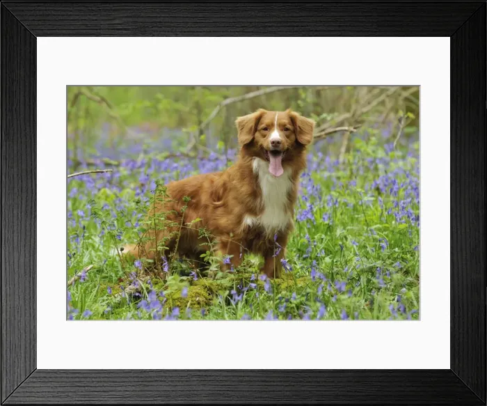 Framed Print : Dog. Nova Scotia Duck Tolling Retriever in bluebells Framed Print : Dog. Nova Scotia Duck Tolling Retriever in bluebells