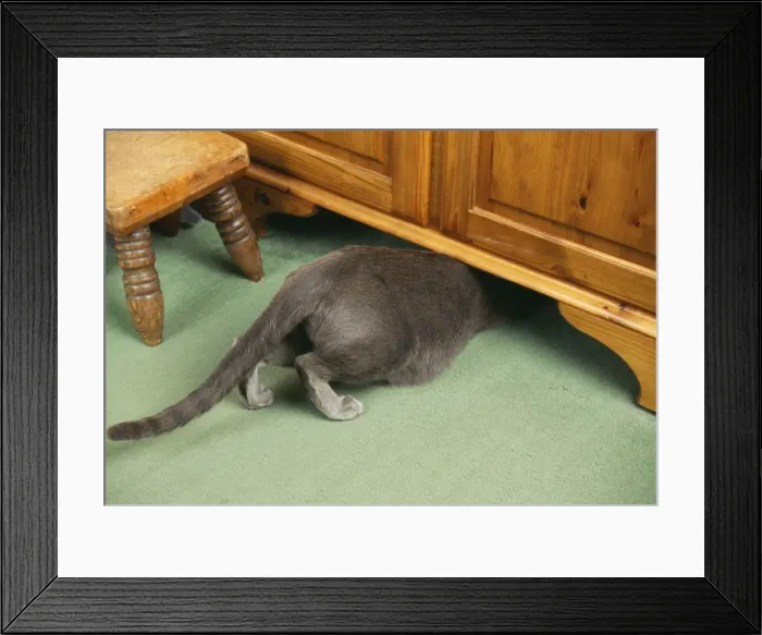 Framed Print : Russian Blue Cat JD 16059 Under Cupboard © John Daniels / ARDEA LONDON Framed Print : Russian Blue Cat JD 16059 Under Cupboard © John Daniels / ARDEA LONDON