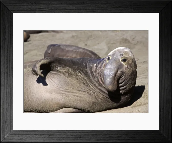 Framed Print : Northern Elephant Seal - subadult male looking up - Piedras Blancas colony - California coast - North America - Pacific Ocean
