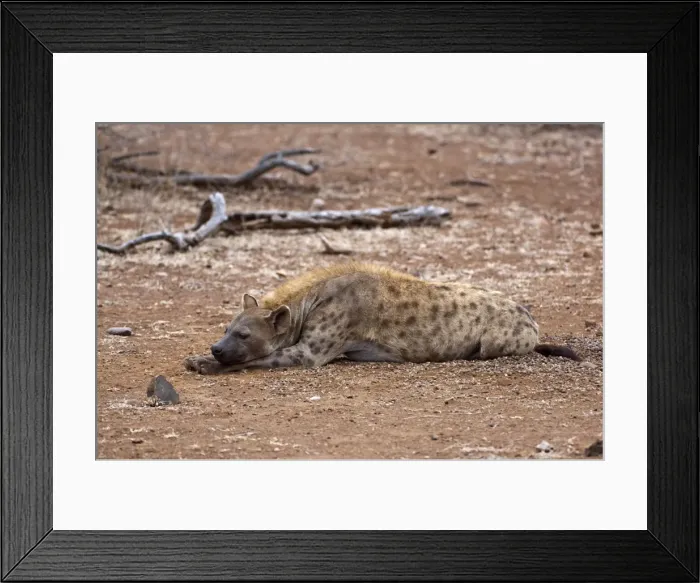 Framed Print : Spotted Hyena - female lying down with head on paws - Kruger National Park - South Africa Framed Print : Spotted Hyena - female lying down with head on paws - Kruger National Park - South Africa