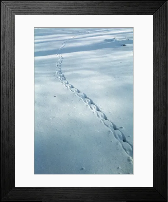 Framed Print : Grey Squirrel tracks in snow Framed Print : Grey Squirrel tracks in snow