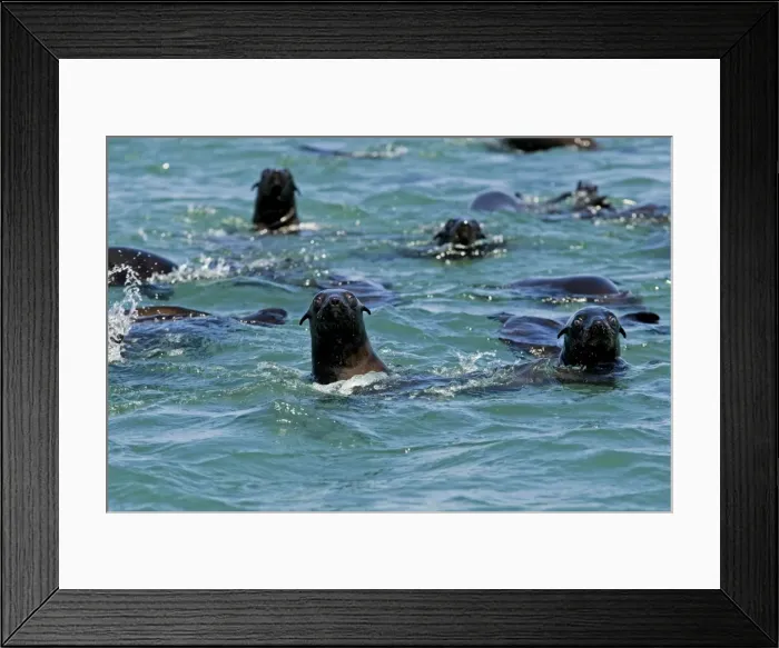 Framed Print : Cape Fur Seals - in the water - Atltanic Ocean - Namibia - Africa Framed Print : Cape Fur Seals - in the water - Atltanic Ocean - Namibia - Africa
