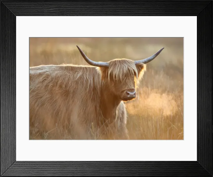 Framed Print : Highland Cattle - Norfolk grazing marsh - UK Framed Print : Highland Cattle - Norfolk grazing marsh - UK