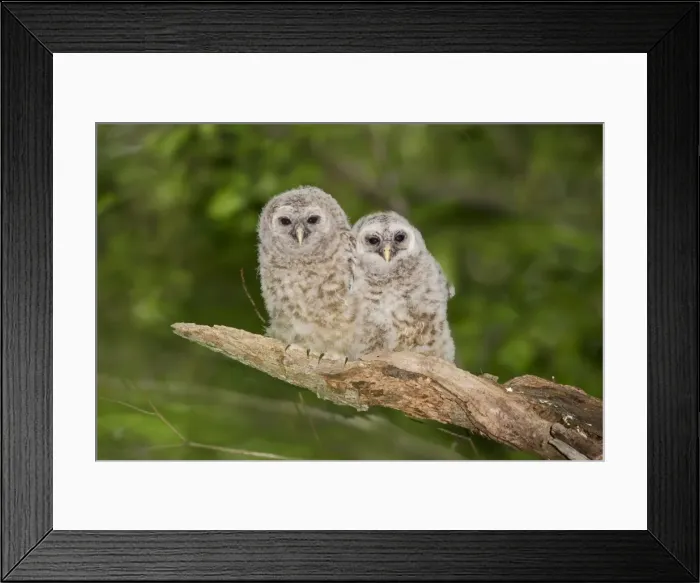 Framed Print : Barred Owl fledglings just outside of their nest cavity. May in Connecticut, USA Framed Print : Barred Owl fledglings just outside of their nest cavity. May in Connecticut, USA