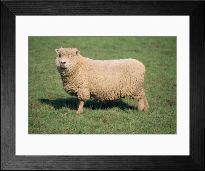 Framed Print : Southdown Sheep Framed Print : Southdown Sheep