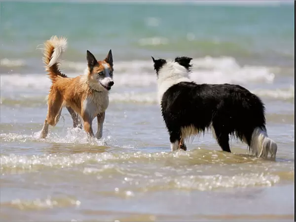 DOG. Collie (Welsh Collie) and border collie in surf