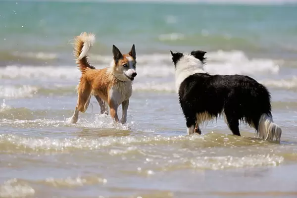 DOG. Collie (Welsh Collie) and border collie in surf