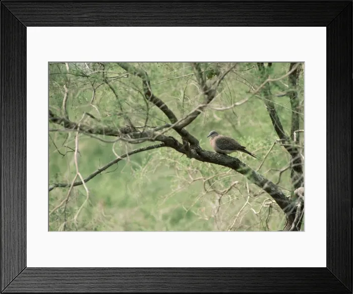 Framed Print : Spotted Dove / Spotted Turtle Dove / Chinese Turtle Dove Framed Print : Spotted Dove / Spotted Turtle Dove / Chinese Turtle Dove