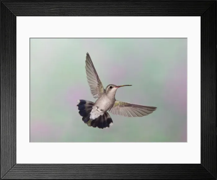 Framed Print : Broad-billed Hummingbird. Female. Southeast Arizona in March Framed Print : Broad-billed Hummingbird. Female. Southeast Arizona in March