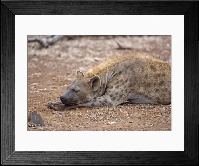 Framed Print : Spotted Hyena - female sleeping - Kruger National Park - South Africa