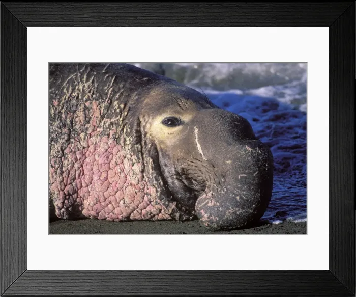 Framed Print : Northern Elephant Seal - close-up of an adult male - Piedras Blancas colony - California coast - North America - Pacific Ocean Framed Print : Northern Elephant Seal - close-up of an adult male - Piedras Blancas colony - California coast - North America - Pacific Ocean