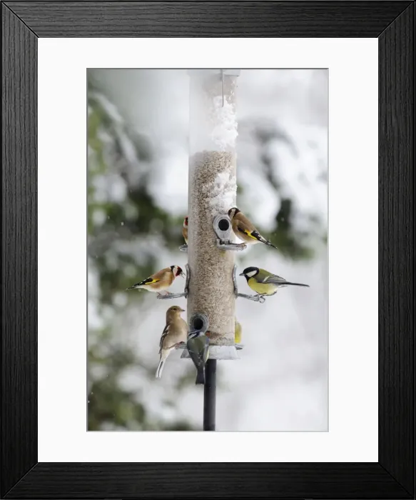 Framed Print : BIRD. Goldfinchs, Chaffinch, Great tit and Blue tit on feeder in the snow Framed Print : BIRD. Goldfinchs, Chaffinch, Great tit and Blue tit on feeder in the snow