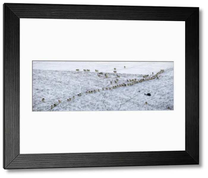 Framed Print : Sheep on a Snowy Hill - East Sussex - South Downs - United Kingdom Framed Print : Sheep on a Snowy Hill - East Sussex - South Downs - United Kingdom