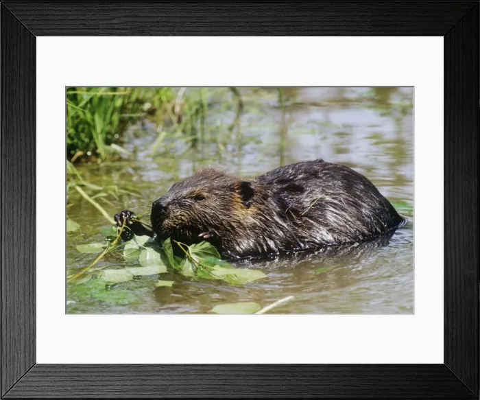 Framed Print : American Beaver - feeding on leaves - Maine USA Framed Print : American Beaver - feeding on leaves - Maine USA
