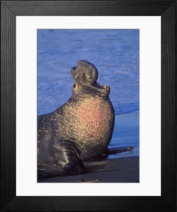 Framed Print : Northern Elephant Seal - adult male bellowing on the beach - Piedras Blancas colony - California coast - North America - Pacific Ocean