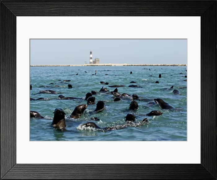 Framed Print : Cape Fur Seals - in the water near Pelican Point Lighthouse - the rest of the colony visible on the beach - Atltanic Ocean - Namibia - Africa Framed Print : Cape Fur Seals - in the water near Pelican Point Lighthouse - the rest of the colony visible on the beach - Atltanic Ocean - Namibia - Africa