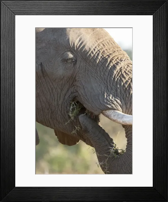 Framed Print : African Elephant - putting food in mouth - Mashatu Game Reserve - Botswana Framed Print : African Elephant - putting food in mouth - Mashatu Game Reserve - Botswana
