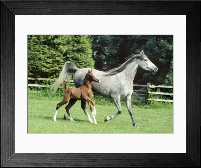 Framed Print : Arab Horse - Mare and Foal