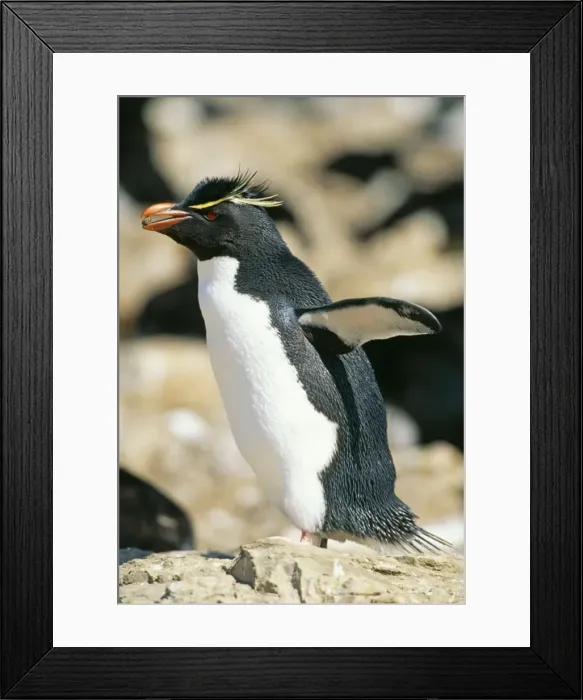 Framed Print : Rockhopper Penguin GET 134 Falklands Eudyptes chrysocome © Geoff Trinder / ARDEA LONDON Framed Print : Rockhopper Penguin GET 134 Falklands Eudyptes chrysocome © Geoff Trinder / ARDEA LONDON
