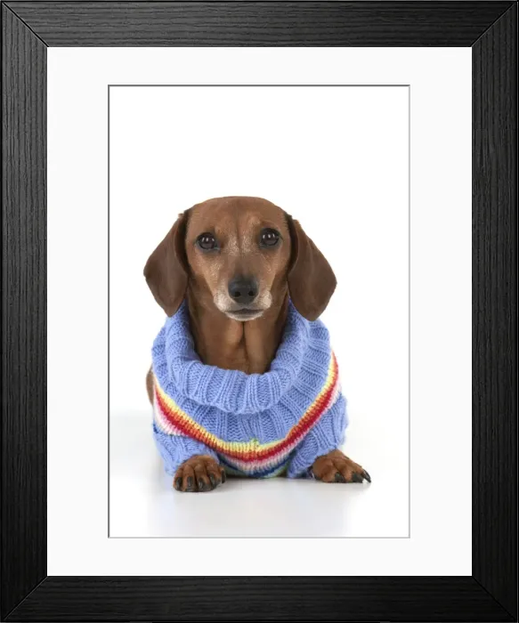 Framed Print : Dog - Miniature Short Haired Dachshund - wearing jumper Framed Print : Dog - Miniature Short Haired Dachshund - wearing jumper