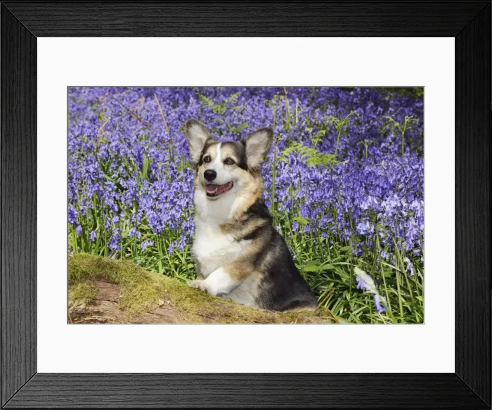 Framed Print : DOG. Pembroke welsh corgi sitting in bluebells Framed Print : DOG. Pembroke welsh corgi sitting in bluebells