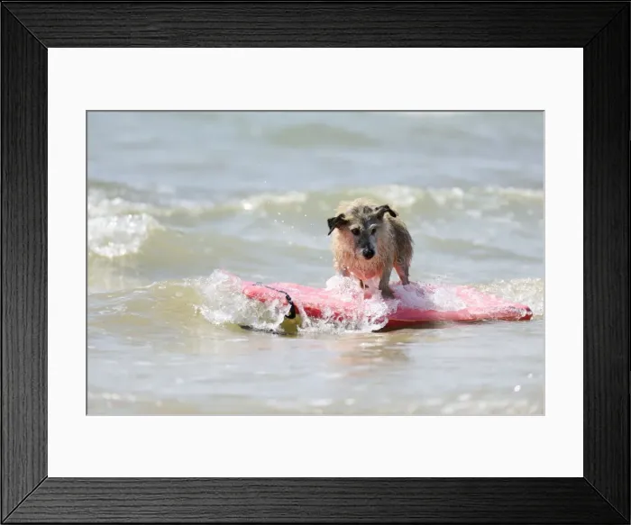 Framed Print : DOG. Jack russell cross breed surfing Framed Print : DOG. Jack russell cross breed surfing
