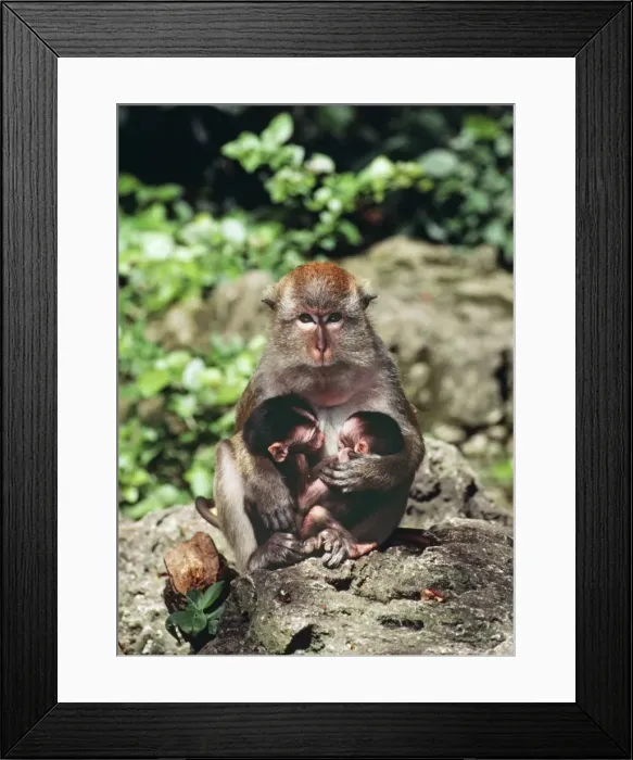 Framed Print : Crab-eating Macaque - with two babies but not twins. One baby stolen by this dominant female