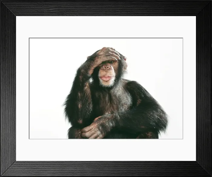 Framed Print : Chimpanzee - with hand on head - sequence 1 of 3 see no evil, hear no evil, speak no evil Framed Print : Chimpanzee - with hand on head - sequence 1 of 3 see no evil, hear no evil, speak no evil