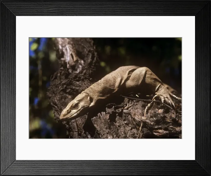 Framed Print : Water Monitor Lizard - on tree trunk - Keoladeo National Park - India Framed Print : Water Monitor Lizard - on tree trunk - Keoladeo National Park - India