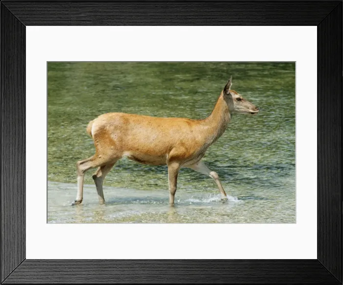 Framed Print : Red Deer - Doe (female) Framed Print : Red Deer - Doe (female)