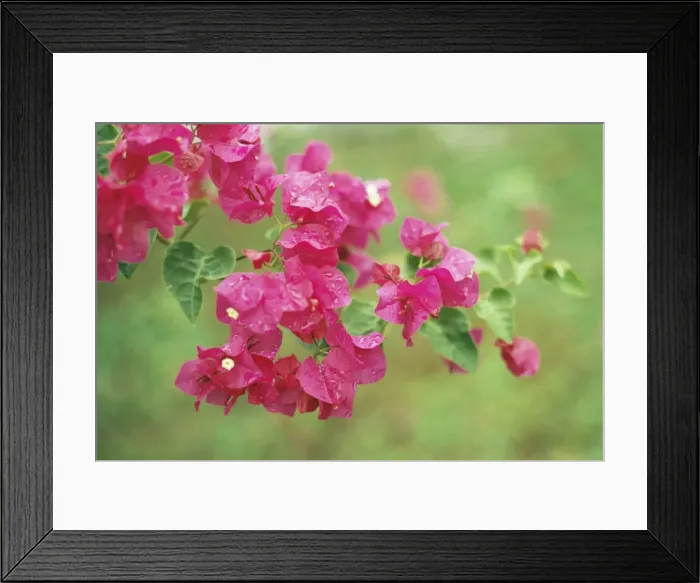 Framed Print : Bougainvillea JLM 18 Trinidad Bougainvillea spectabilis © John Mason / ARDEA LONDON Framed Print : Bougainvillea JLM 18 Trinidad Bougainvillea spectabilis © John Mason / ARDEA LONDON