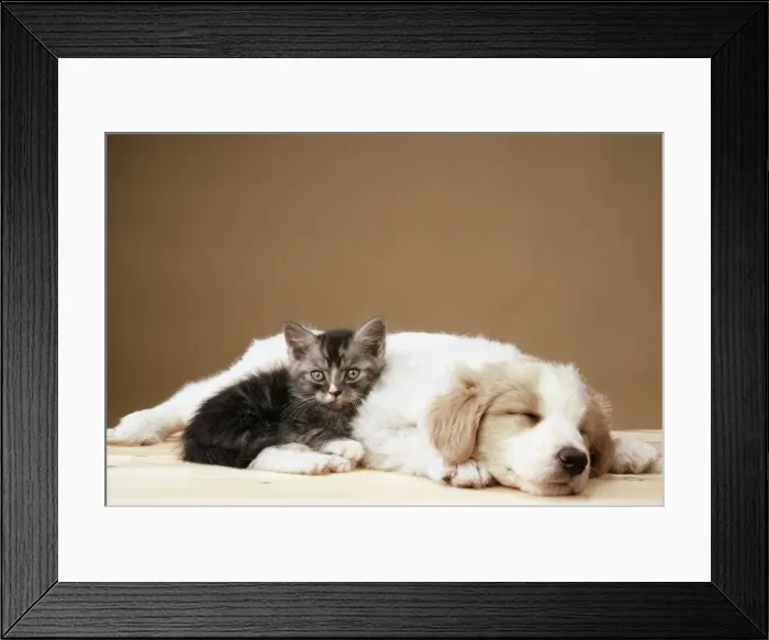Framed Print : Dog - Puppy & Kitten asleep Framed Print : Dog - Puppy & Kitten asleep