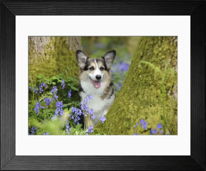 Framed Print : DOG. Pembroke welsh corgi sitting between tree trunks Framed Print : DOG. Pembroke welsh corgi sitting between tree trunks