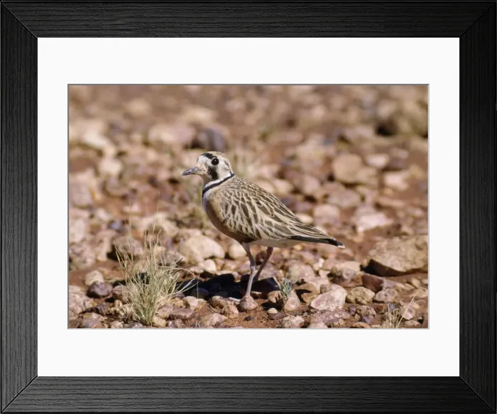 Framed Print : Australian / Inland Dotterel Framed Print : Australian / Inland Dotterel