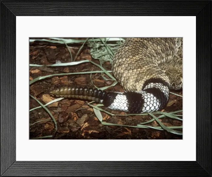 Framed Print : Western Diamondback Rattlesnake - rattle on tail