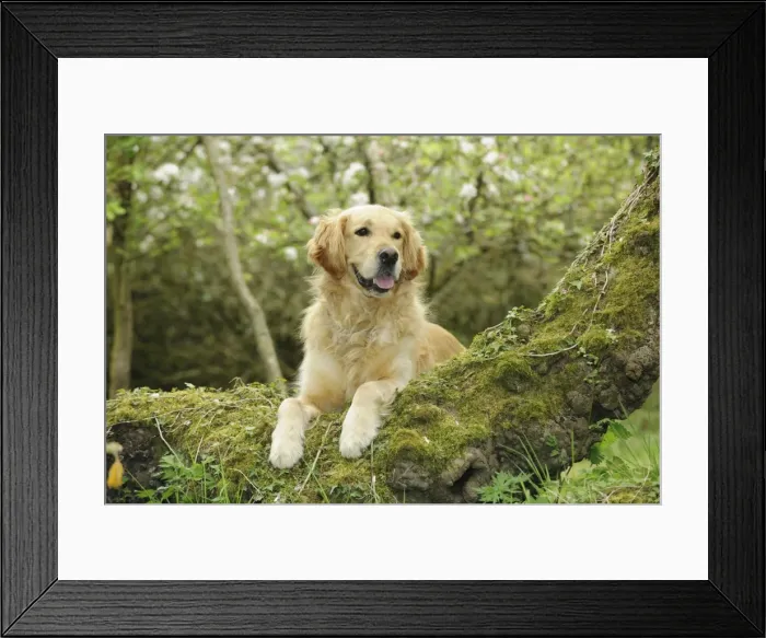 Framed Print : DOG. Golden retriever looking over tree root Framed Print : DOG. Golden retriever looking over tree root
